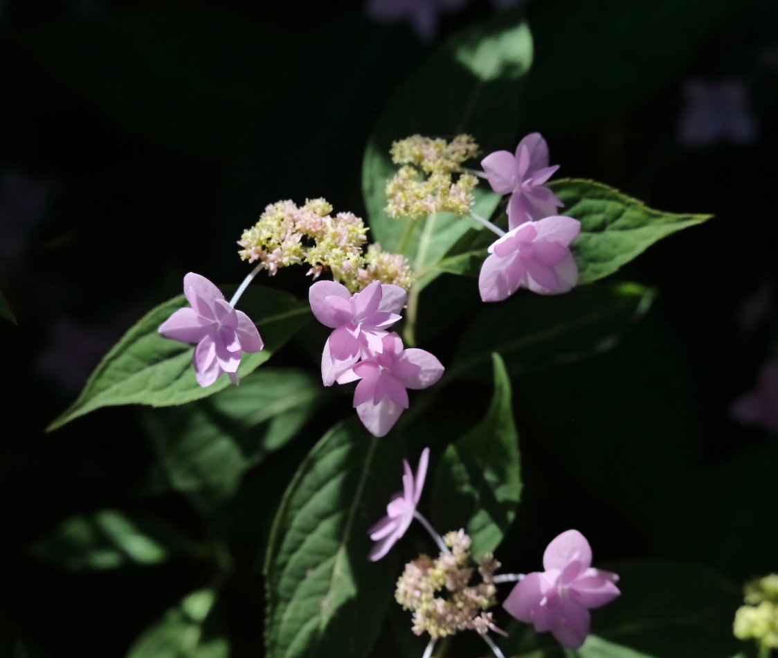 2018 06 17 HTP 29559